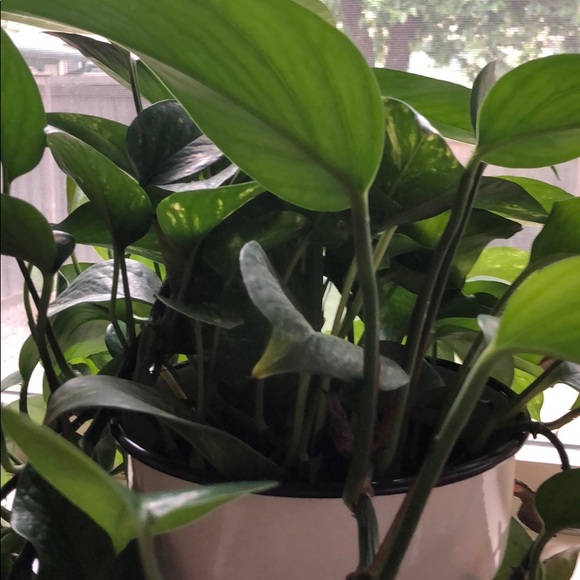 Meet your Posher, Molly - Picture 1 of 1